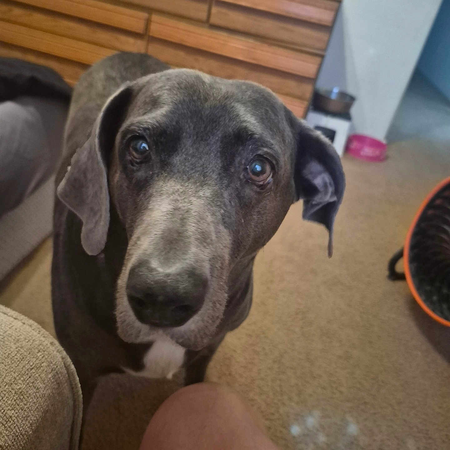 Lola Lynn