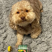Taz joined the competition — help win amazing prizes! dog, curly_fur, bottle, yellow_cap, gray_rug, pet, animal, indoor, resting, paw, looking_up, cute, fluffy, domestic_animal, fur, mammal, companion, curious, relaxed, texture
