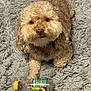 dog, curly_fur, bottle, yellow_cap, gray_rug, pet, animal, indoor, resting, paw, looking_up, cute, fluffy, domestic_animal, fur, mammal, companion, curious, relaxed, texture