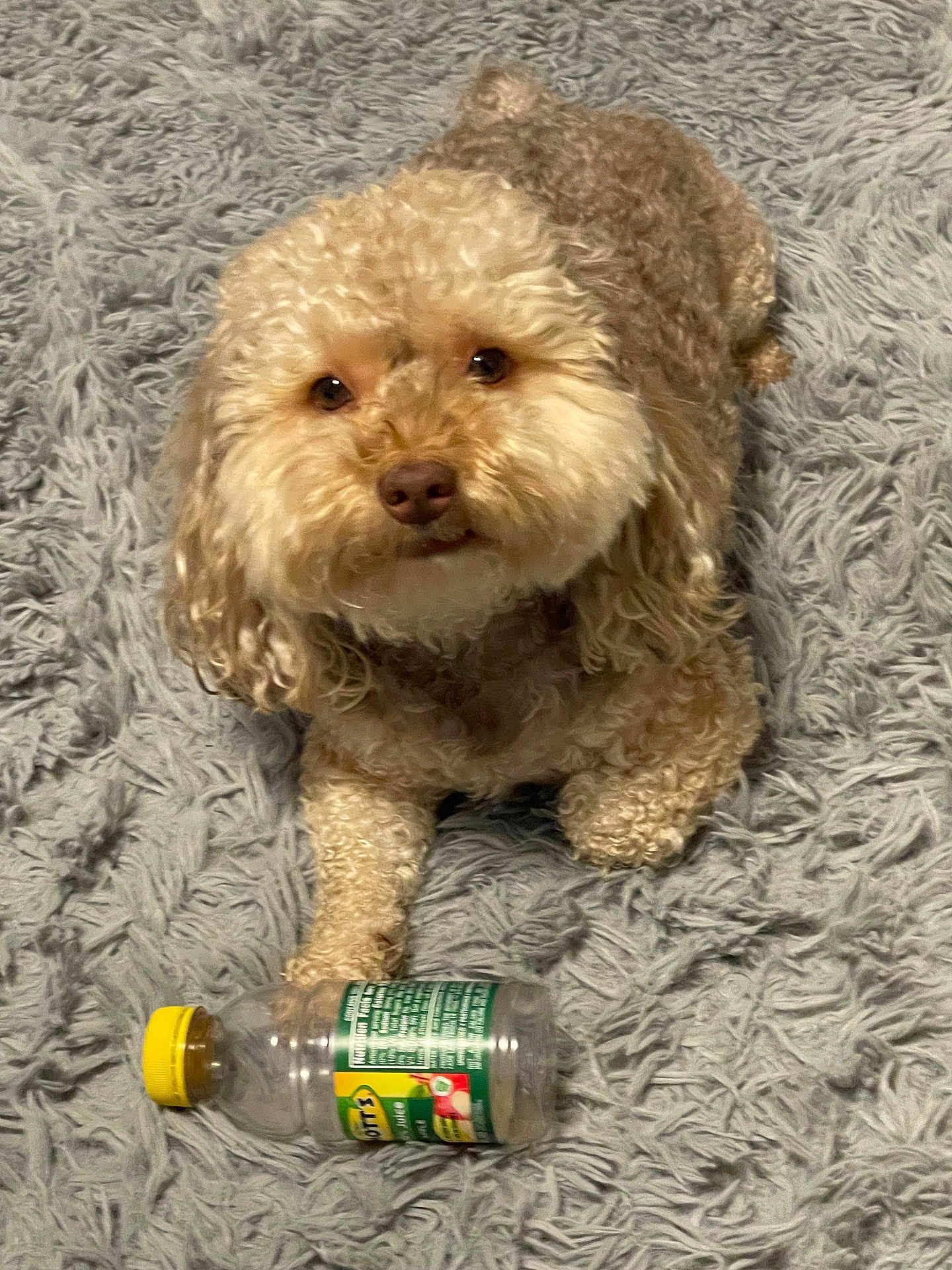 Taz