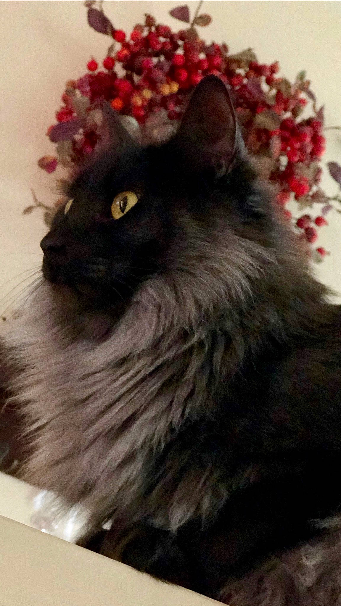 Wuzzy joined the competition — help win amazing prizes! asian_semi_longhair, black_cat, british_longhair, carnivore, cat, domestic_long_haired_cat, felidae, fur, kitten, maine_coon, nebelung, norwegian_forest_cat, persian, plant, ragamuffin, small_to_medium_sized_cats, whiskers