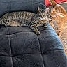 Nova Grace joined the competition — help win amazing prizes! animal, cat, companions, couch, curious, curled_tail, domestic, floor, furniture, ginger_cat, home, indoor, living_room, pet, playful, red_rug, relaxed, resting, soft_texture, tabby_cat