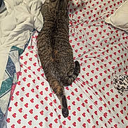 Nova Grace is registered to the contest to win money with this photo: animal, bed, bedding, blanket, cat, cozy, cute, feline, fur, heart_pattern, indoor, orange_cat_tail, pet, pillow, relaxed, resting, sleeping, striped, tabby_cat, whiskers