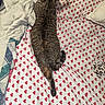 animal, bed, bedding, blanket, cat, cozy, cute, feline, fur, heart_pattern, indoor, orange_cat_tail, pet, pillow, relaxed, resting, sleeping, striped, tabby_cat, whiskers