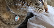 Nova Grace is registered to the contest to win money with this photo: animal, bed, blanket, cat, close_up, collar, curious, domestic, feline, fur, green_eyes, heart_shaped, indoor, pendant, pet, resting, side_profile, soft_texture, tabby, whiskers