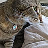 animal, bed, blanket, cat, close_up, collar, curious, domestic, feline, fur, green_eyes, heart_shaped, indoor, pendant, pet, resting, side_profile, soft_texture, tabby, whiskers