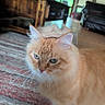 animal, blue_eyes, cat, couch, cozy, curious, domestic_cat, floor, fluffy, furniture, house, indoor, living_room, natural_light, orange_tabby, pet, rug, tuft_of_fur, whiskers, wooden_table