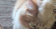 Mr. Meowmers joined the competition — help win amazing prizes! animal, background, blur, blurry, carpet, cat, close_up, domestic, ear, feline, floor, fur, household, indoor, light_color, motion, pattern, pet, walking, whiskers