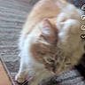 animal, background, blur, blurry, carpet, cat, close_up, domestic, ear, feline, floor, fur, household, indoor, light_color, motion, pattern, pet, walking, whiskers