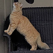 Mr. Meowmers is registered to the contest to win money with this photo: alert, animal, cat, cozy, curious, domestic_cat, feline, furniture, hanging_object, indoor, looking_up, orange_cat, paw, pet, quiet, resting_place, side_view, stretching, tail, wicker_bench