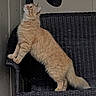 alert, animal, cat, cozy, curious, domestic_cat, feline, furniture, hanging_object, indoor, looking_up, orange_cat, paw, pet, quiet, resting_place, side_view, stretching, tail, wicker_bench