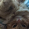 cat, orange_tabby, fluffy, upside_down, bed, blanket, cozy, whiskers, fur, relaxed, cute, pet, indoor, sleepy, close_up, animal, feline, comfort, resting, soft