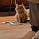 Mr. Meowmers