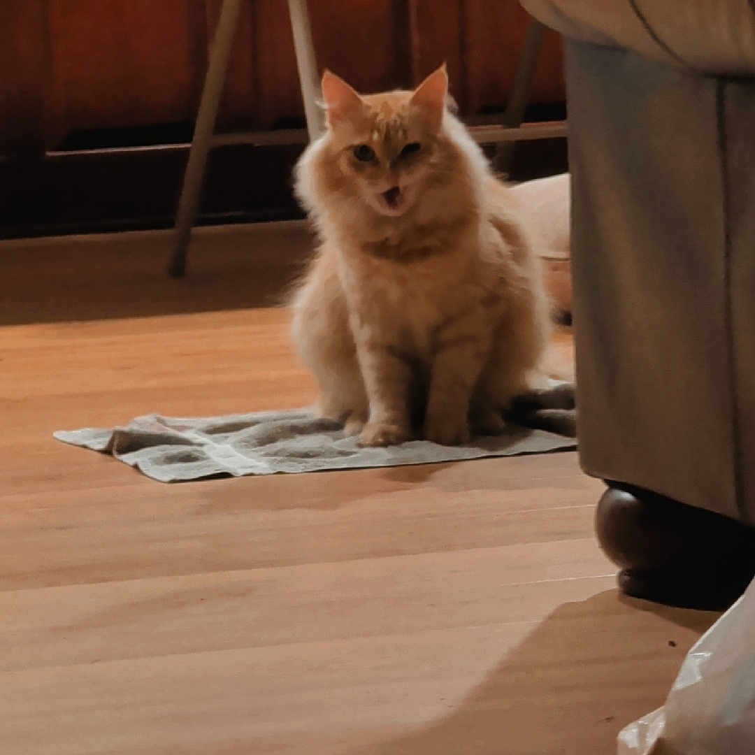 Mr. Meowmers