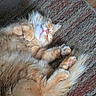 Mr. Meowmers is registered to the contest to win money with this photo: cat, orange_cat, sleeping, napping, fluffy, fur, paws, relaxed, cozy, indoor, pet, mammal, whiskers, tail, cute, resting, animal, feline, carpet, texture