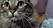 Leroy Jenkins joined the competition — help win amazing prizes! cat, tabby, fluffy, close_up, whiskers, green_eyes, pet, indoor, furniture, pink_wall, trash_bin, blurred_background, animal, domestic_cat, cute, looking_up, fur, nose, ears, face