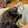Leroy Jenkins is registered to the contest to win money with this photo: cat, sleeping, bed, blanket, fluffy, tabby, indoor, cozy, furniture, mirror, clothing, wood_floor, shelf, relaxing, pet, animal, feline, resting, domestic, home