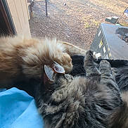 Leroy Jenkins joined the competition — help win amazing prizes! cat, cats, fluffy, feline, pet, sleeping, snuggling, cozy, window, blanket, indoor, sunlight, outdoor, yard, nature, daylight, animal, fur, relaxation, companion