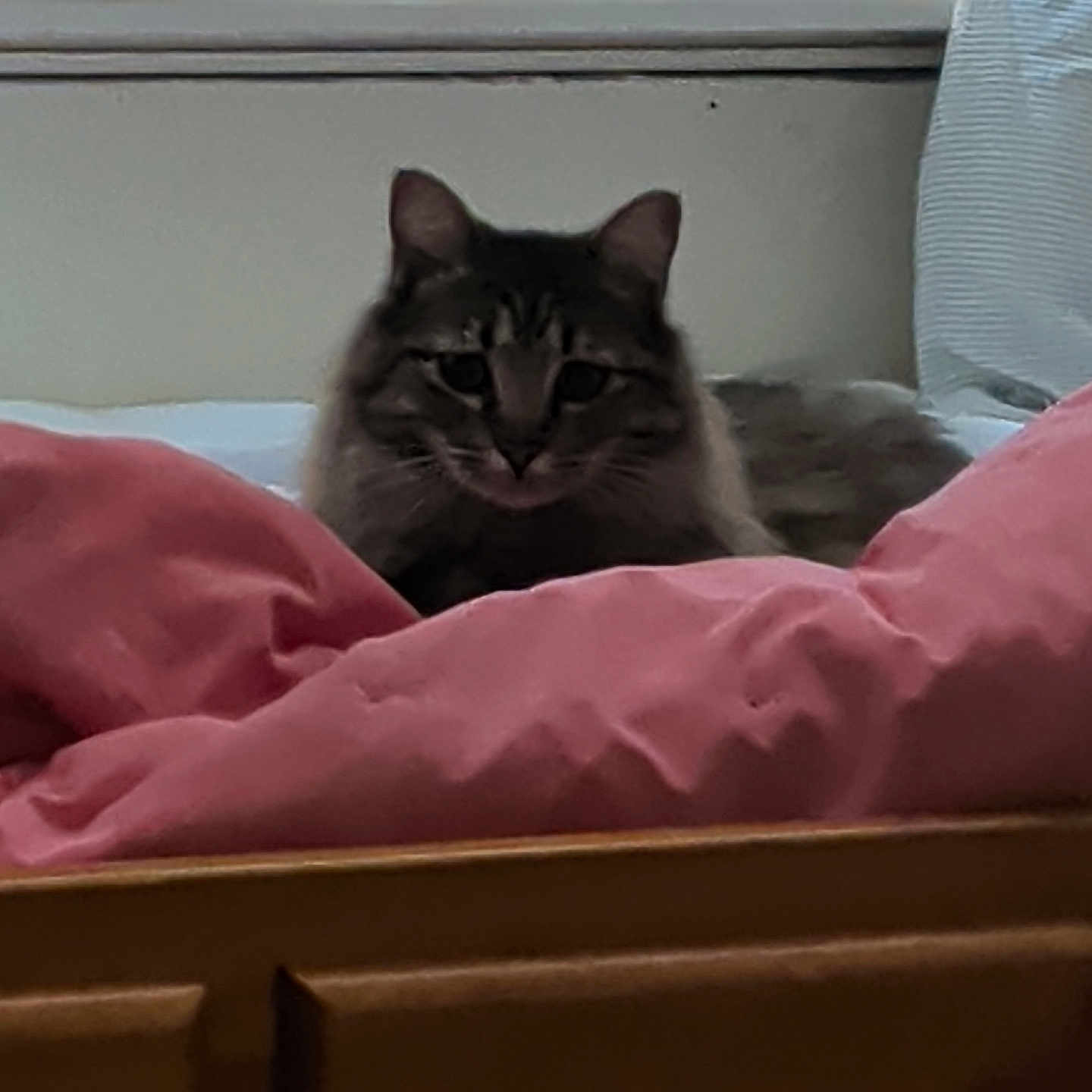 Leroy Jenkins is registered to the contest to win money with this photo: cat, bed, pink_bedding, window, indoor, feline, fluffy, pet, animal, resting, looking, domestic, cozy, fur, mammal, home, curtains, relaxed, soft_light, sleepy
