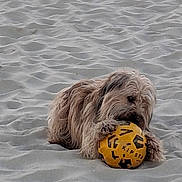 Satis participe au concours pour gagner de l'argent avec cette photo : dog, sand, beach, soccer_ball, yellow_ball, animal, pet, playful, outdoor, fur, canine, toy, paw, mouth, resting, daytime, nature, recreation, fun, closeup