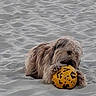 dog, sand, beach, soccer_ball, yellow_ball, animal, pet, playful, outdoor, fur, canine, toy, paw, mouth, resting, daytime, nature, recreation, fun, closeup