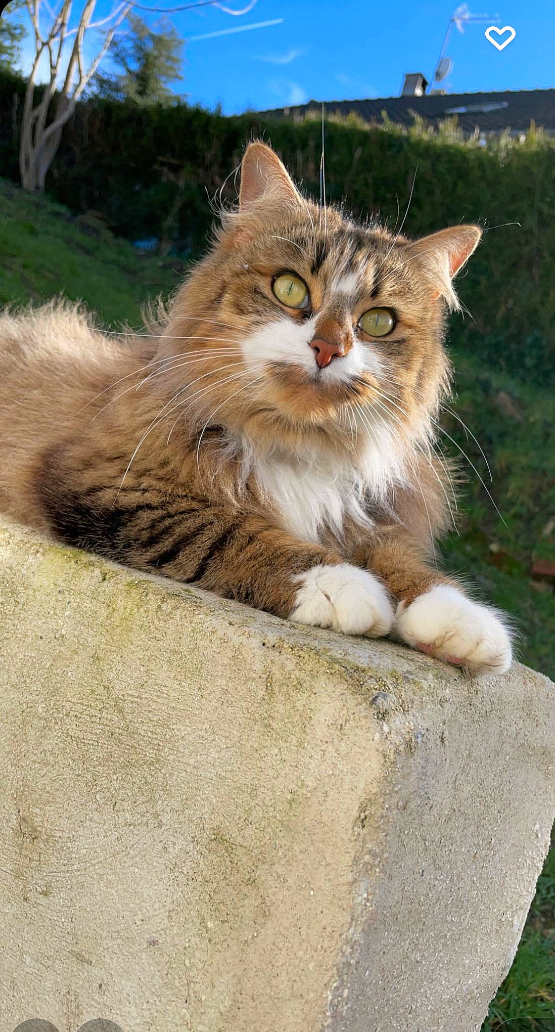 Simba a rejoint le concours — aidez-le/la à gagner de superbes lots ! carnivore, cat, claw, domestic_short_haired_cat, fawn, felidae, fur, grass, maine_coon, paw, plant, sitting, small_to_medium_sized_cats, snout, tail, terrestrial_animal, tree, whiskers, window, wood