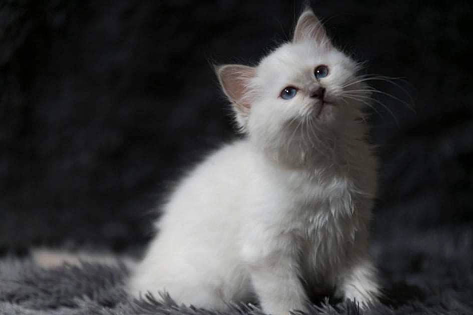 Summer participe au concours pour gagner de l'argent avec cette photo : carnivore, cat, fawn, felidae, fur, paw, plant, small_to_medium_sized_cats, snout, tail, terrestrial_animal, whiskers