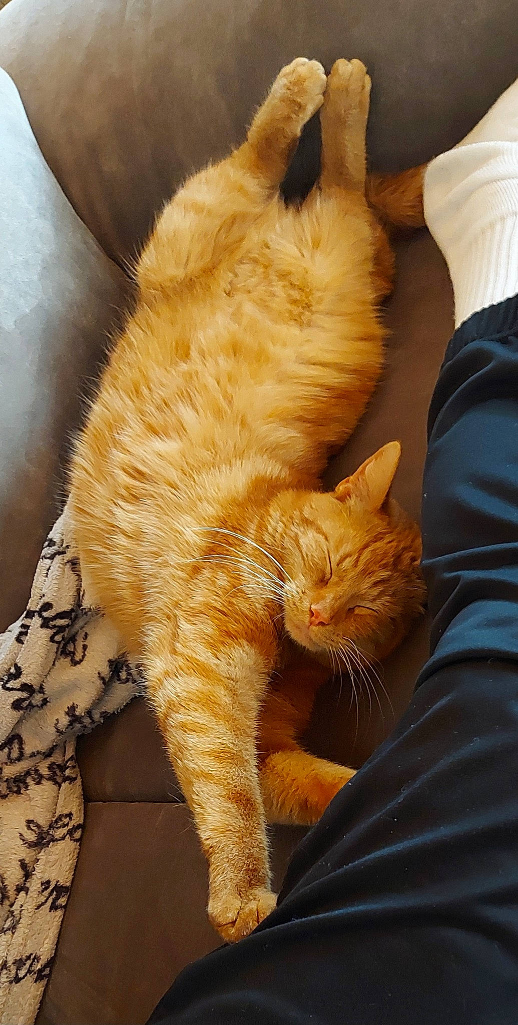 Dobby participe au concours pour gagner de l'argent avec cette photo : carnivore, cat, claw, comfort, domestic_short_haired_cat, fawn, felidae, fur, gesture, human_leg, nap, paw, sleep, small_to_medium_sized_cats, snout, tail, terrestrial_animal, whiskers, wildlife, wood