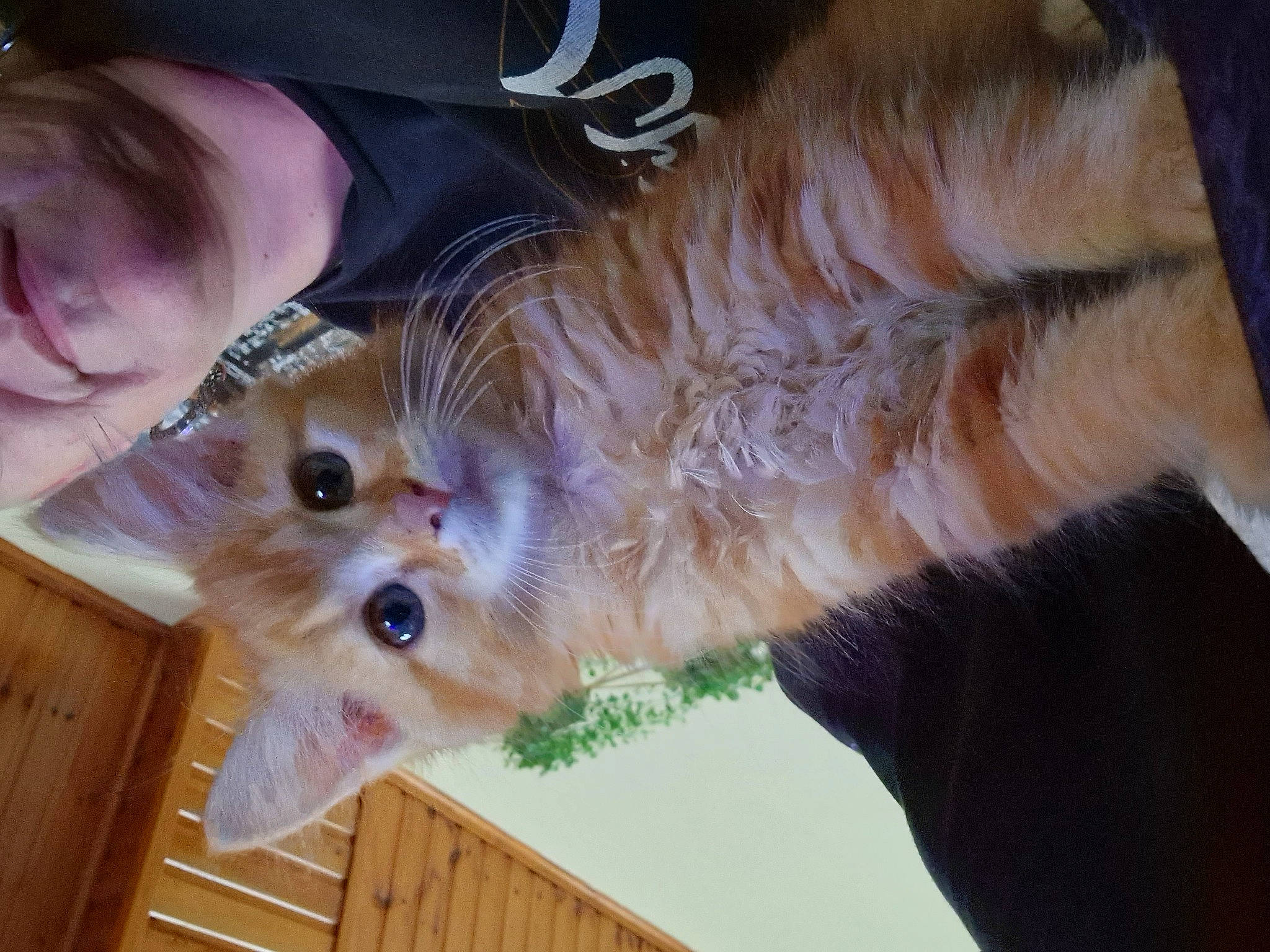 Luna Lovegood a rejoint le concours — aidez-le/la à gagner de superbes lots ! canidae, carnivore, companion_dog, dog, dog_breed, ear, fawn, felidae, fun, fur, gesture, hardwood, iris, small_to_medium_sized_cats, snout, sporting_group, toy_dog, whiskers, wood, wood_stain