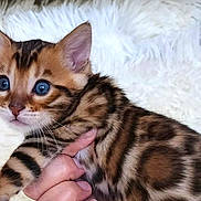 Leo is registered to the contest to win money with this photo: kitten, cat, bengal_cat, blue_eyes, animal, pet, feline, fur_pattern, striped, spotted, young, cute, hand, holding, white_background, close_up, portrait, domestic_cat, small, adorable