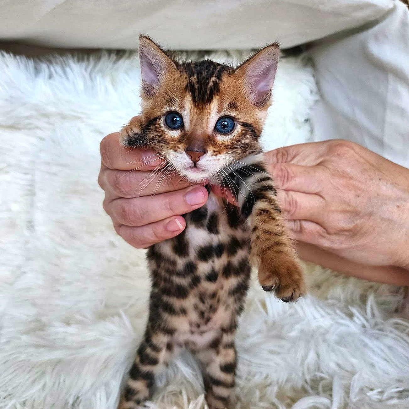 Leo is registered to the contest to win money with this photo: kitten, cat, blue_eyes, spotted_fur, hands, white_background, fluffy, cute, pet, animal, young, feline, domestic_cat, portrait, indoor, close_up, small, fur_pattern, holding, curious