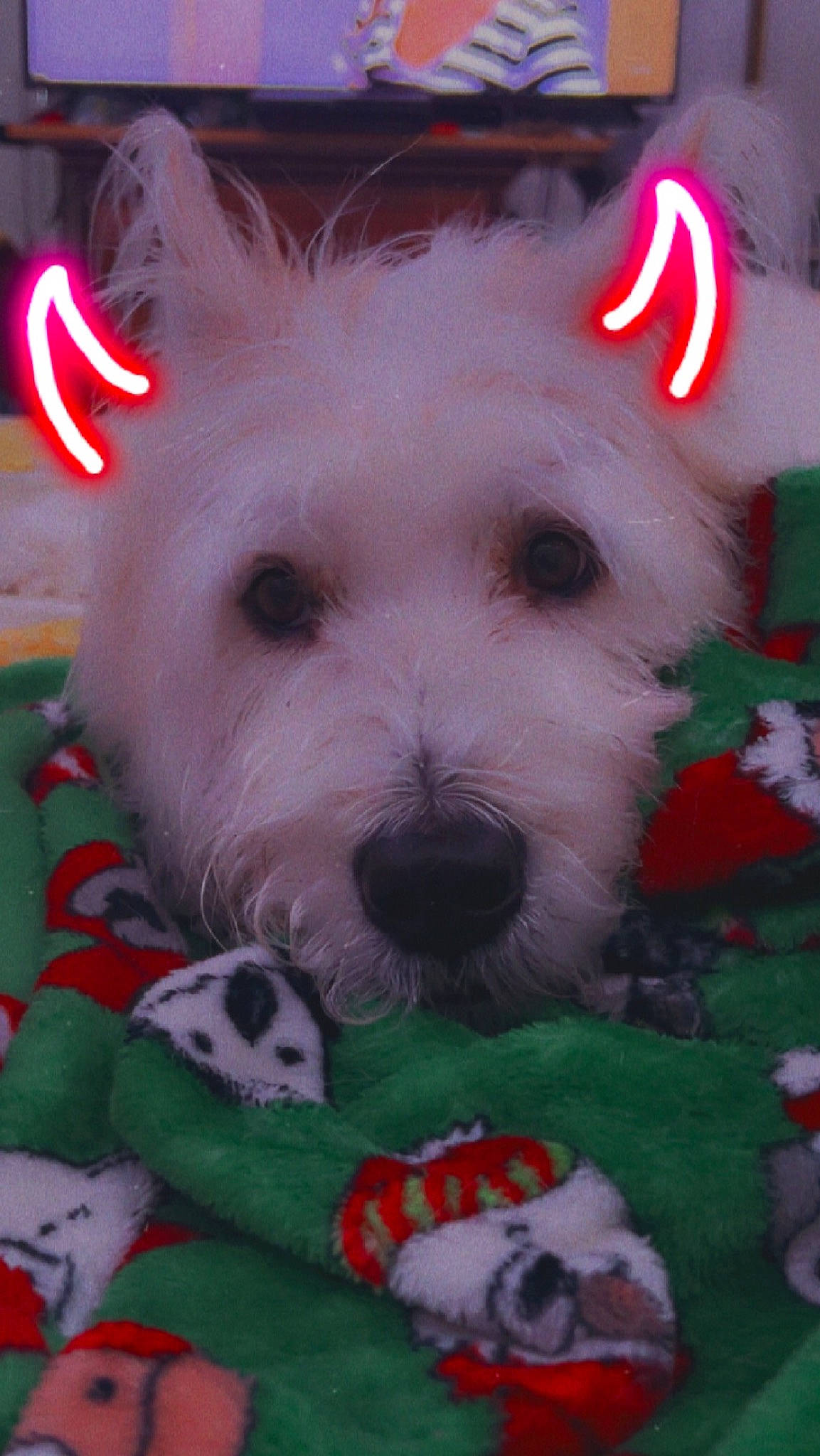 Luna Rose is registered to the contest to win money with this photo: canidae, carmine, carnivore, companion_dog, dog, dog_breed, dog_supply, event, fur, grass, holiday, mammal, pattern, plant, snout, sporting_group, terrier, toy, toy_dog, vertebrate