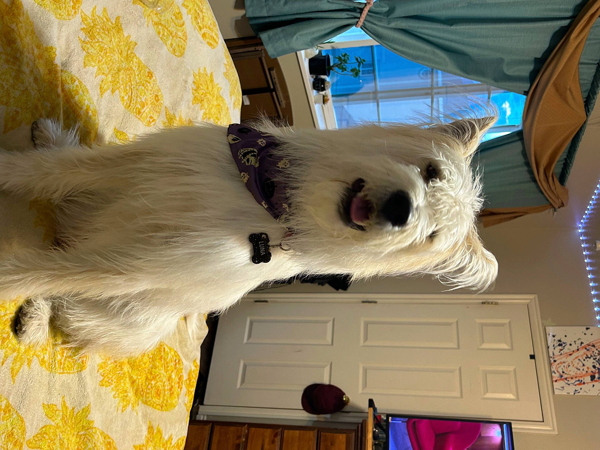 Luna Rose joined the competition — help win amazing prizes! canidae, carnivore, collar, companion_dog, dog, dog_breed, feather, felidae, fur, non_sporting_group, small_terrier, small_to_medium_sized_cats, sporting_group, tail, terrier, toy_dog, tree, whiskers