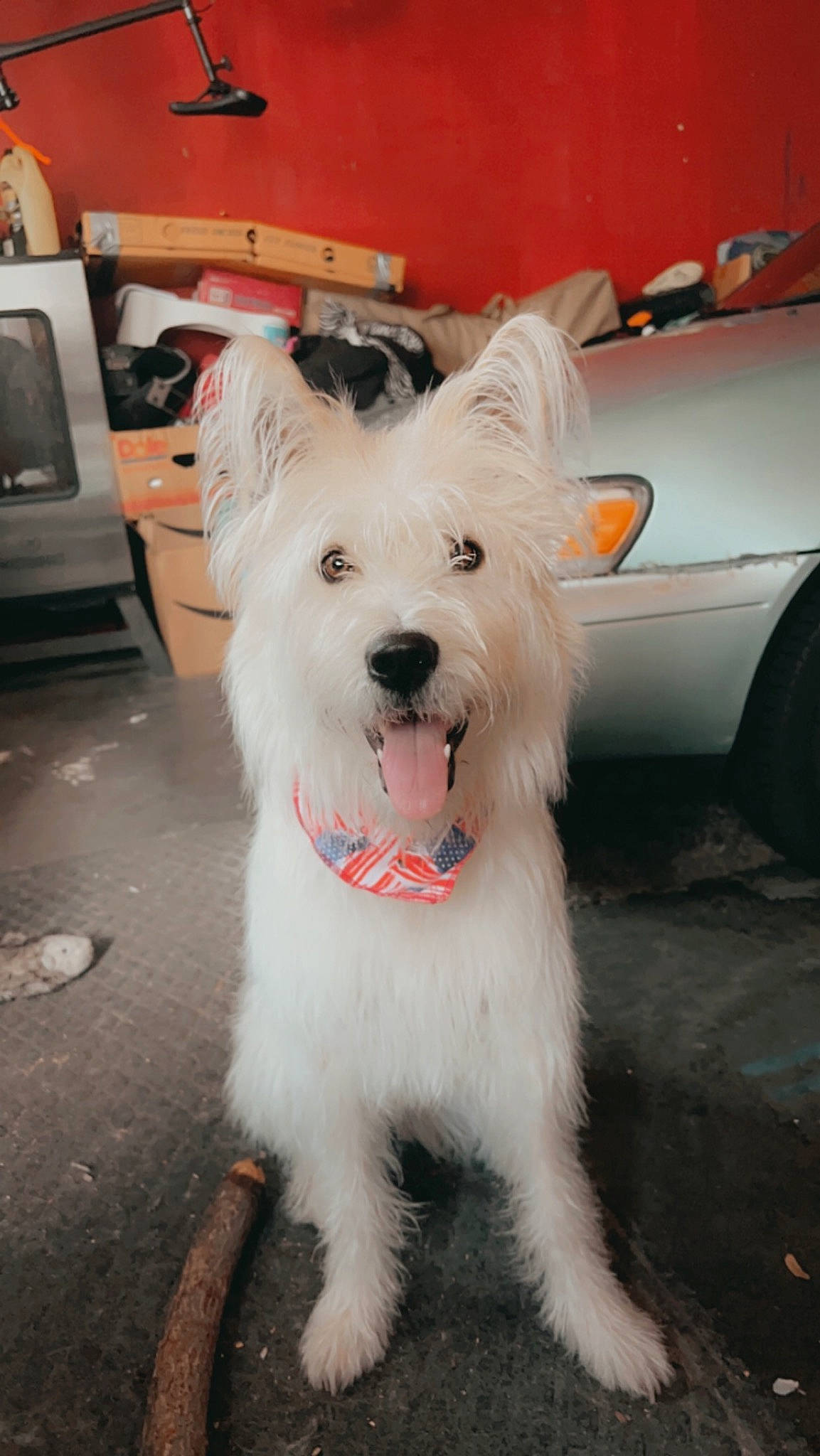 Luna Rose joined the competition — help win amazing prizes! canidae, carnivore, collar, companion_dog, dog, dog_breed, dog_collar, flooring, fur, home_appliance, scottish_terrier, small_terrier, sporting_group, television, terrier, tire, toy_dog, vehicle, wheel, working_animal