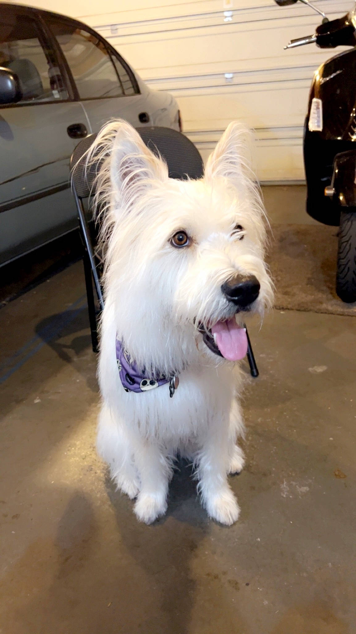 Luna Rose joined the competition — help win amazing prizes! automotive_exterior, automotive_tire, car, carnivore, collar, companion_dog, dog, dog_breed, dog_supply, drinking_straw, fashion_accessory, small_terrier, snout, sporting_group, terrier, tire, toy_dog, tread, vehicle, wheel