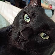 Tigger is registered to the contest to win money with this photo: cat, black_cat, close_up, green_eyes, pet, feline, whiskers, face, animal, domestic_animal, fur, portrait, indoor, relaxed, looking, cute, soft, bed, cozy
