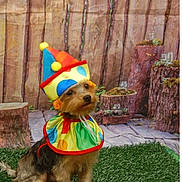 Prince joined the competition — help win amazing prizes! dog, clown_costume, hat, colorful, artificial_grass, fence, wood, pet, costume, sitting, cute, small_dog, outdoor, background, fur, animal, portrait, playful, puppy, expression