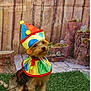 dog, clown_costume, hat, colorful, artificial_grass, fence, wood, pet, costume, sitting, cute, small_dog, outdoor, background, fur, animal, portrait, playful, puppy, expression