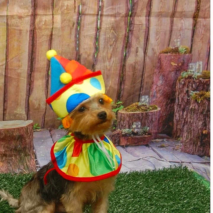 Prince joined the competition — help win amazing prizes! animal, artificial_grass, background, clown_costume, colorful, costume, cute, dog, expression, fence, fur, hat, outdoor, pet, playful, portrait, puppy, sitting, small_dog, wood