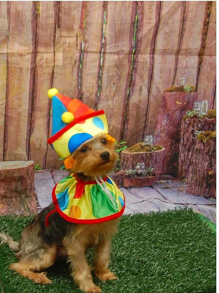 Prince joined the competition — help win amazing prizes! dog, clown_costume, hat, colorful, artificial_grass, fence, wood, pet, costume, sitting, cute, small_dog, outdoor, background, fur, animal, portrait, playful, puppy, expression