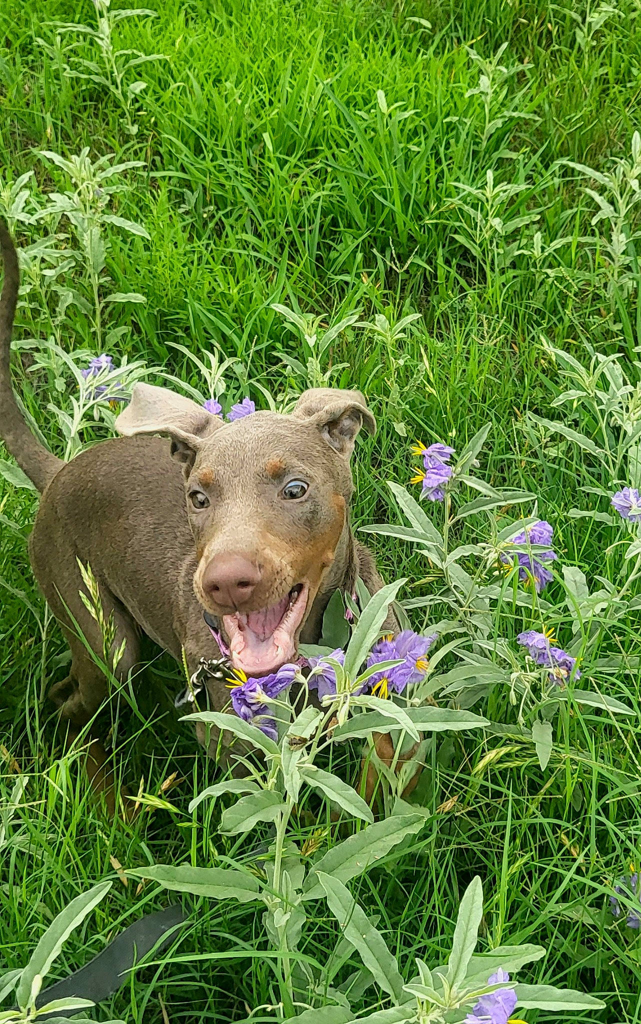 Lehlani joined the competition — help win amazing prizes! fawn, flower, flowering_plant, grass, grassland, groundcover, herbaceous_plant, landscape, natural_landscape, pasture, people_in_nature, petal, plant, prairie, shrub, snout, terrestrial_animal, terrestrial_plant, wildlife, working_animal