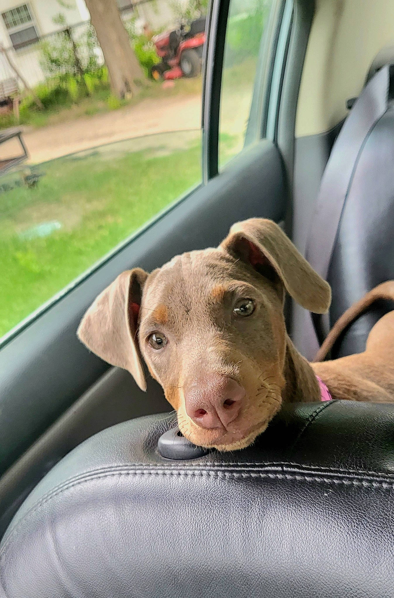 Lehlani joined the competition — help win amazing prizes! auto_part, automotive_exterior, automotive_mirror, car, carnivore, companion_dog, dog, dog_breed, family_car, fawn, liver, motor_vehicle, plant, snout, sporting_group, vehicle, vehicle_door, whiskers, window, working_animal