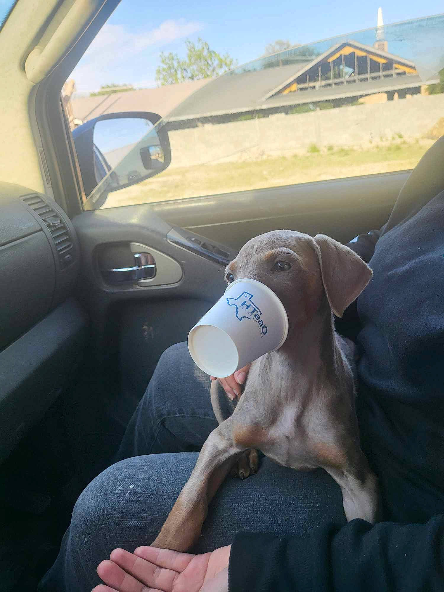 Lehlani joined the competition — help win amazing prizes! auto_part, automotive_design, automotive_exterior, car, carnivore, comfort, companion_dog, dog, dog_breed, family_car, fawn, motor_vehicle, sky, steering_wheel, toy, vehicle, vehicle_door, window, windshield, working_animal