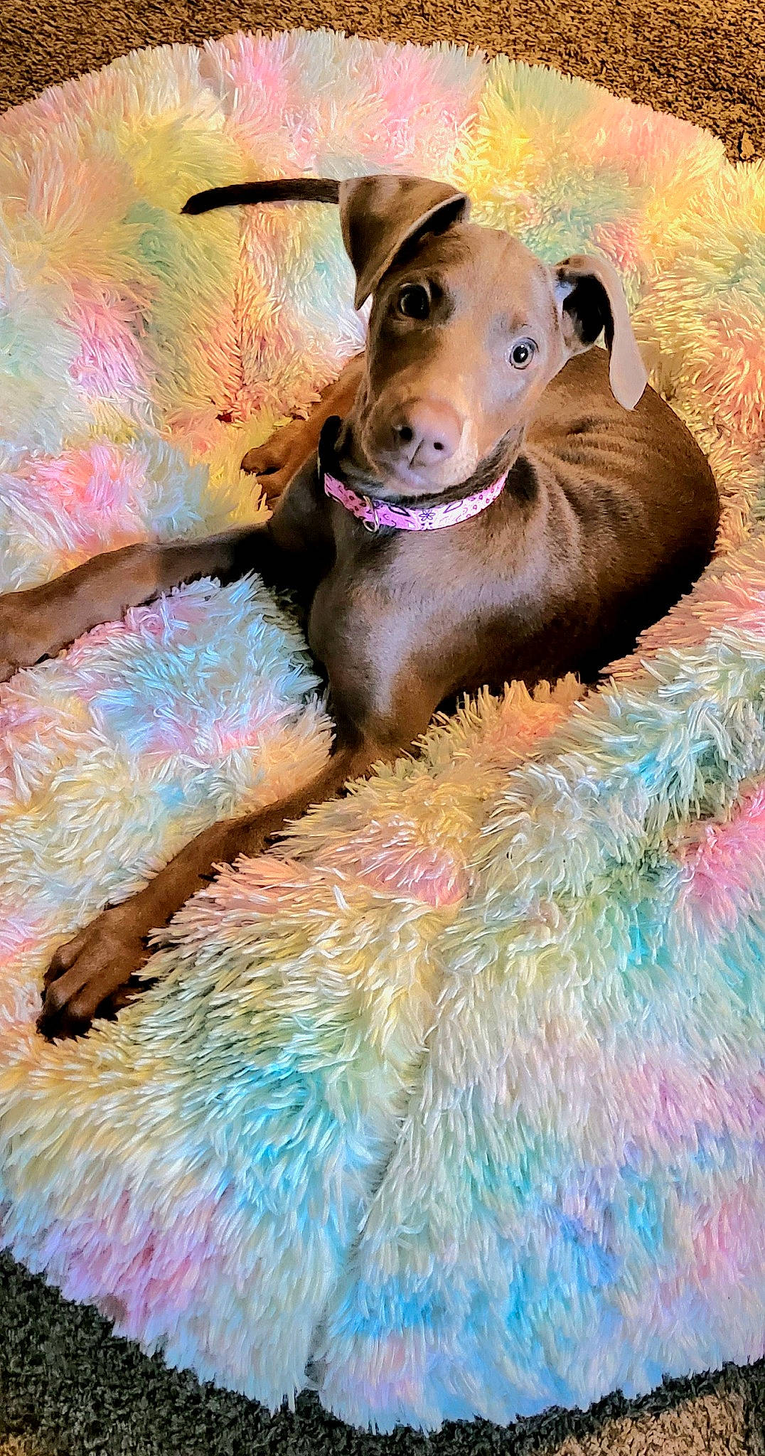 Lehlani is registered to the contest to win money with this photo: art, canidae, carnivore, collar, companion_dog, dobermann, dog, dog_breed, dog_collar, dog_supply, fawn, liver, magenta, pet_supply, pink, snout, sporting_group, visual_arts, whiskers, working_animal