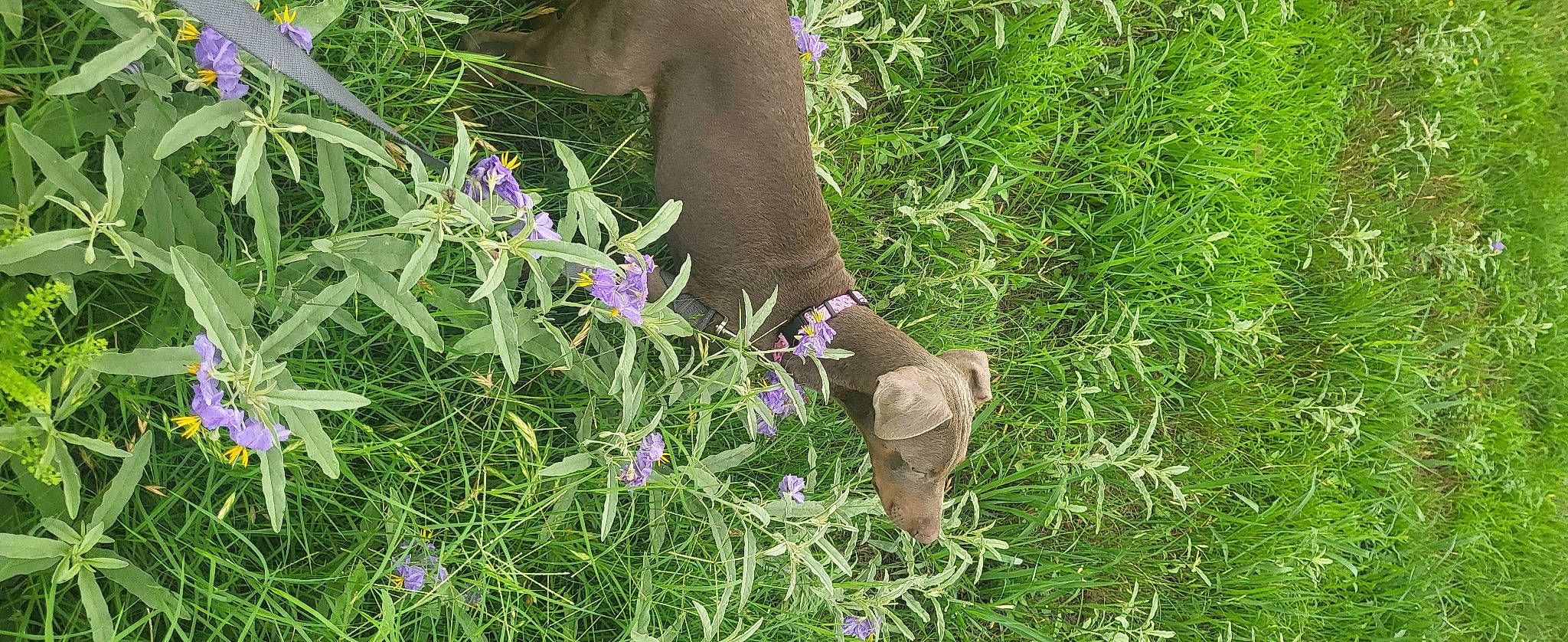 Lehlani is registered to the contest to win money with this photo: annual_plant, electric_blue, fawn, flower, flowering_plant, foot, grass, grassland, groundcover, herbaceous_plant, human_body, human_leg, meadow, organism, people_in_nature, petal, plant, shrub, terrestrial_plant, wildflower