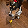 animal, brown_black_white_fur, christmas, closeup, companion, costume, cute, dog, ears, festive, front_paws, holiday, indoor, pet, playful, red_hat, reindeer_antlers, toy, wooden_floor, yellow_ball