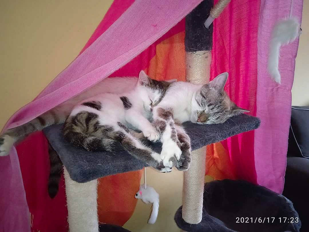 Mimosa a rejoint le concours — aidez-le/la à gagner de superbes lots ! carmine, carnivore, cat, comfort, couch, curtain, domestic_short_haired_cat, felidae, fur, grey, magenta, paw, pillow, room, small_to_medium_sized_cats, tail, whiskers