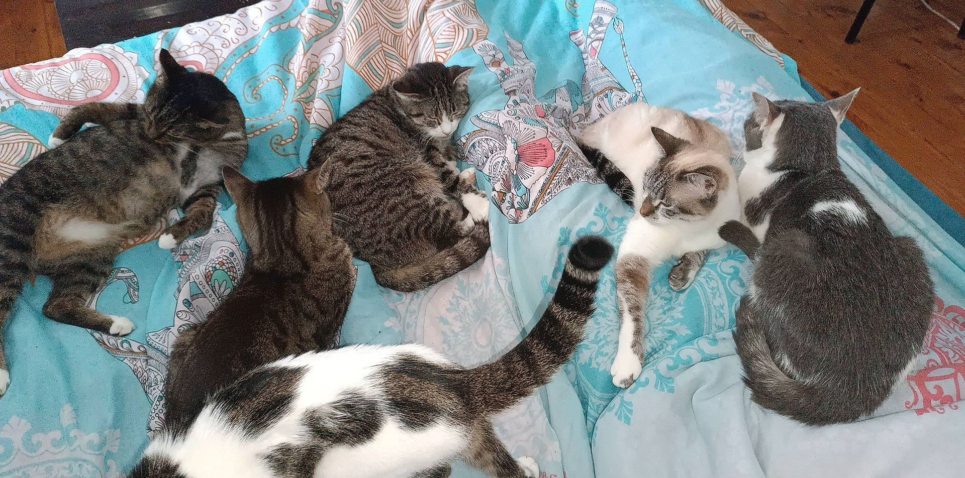 Mimosa participe au concours pour gagner de l'argent avec cette photo : carnivore, cat, cat_bed, cat_supply, comfort, domestic_short_haired_cat, fawn, felidae, fur, grass, grey, linens, pattern, paw, pet_supply, sand, small_to_medium_sized_cats, tail, terrestrial_animal, whiskers