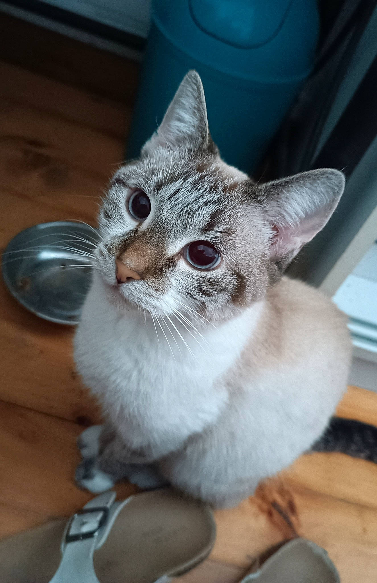 Mimosa participe au concours pour gagner de l'argent avec cette photo : carnivore, cat, cat_supply, comfort, domestic_short_haired_cat, felidae, fur, kitchen_utensil, paw, plate, serveware, small_to_medium_sized_cats, snout, tableware, tail, whiskers, window