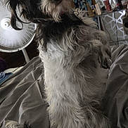 Orion joined the competition — help win amazing prizes! dog, black_and_white, fluffy, bed, blanket, indoor, fan, monitor, furniture, curious, pet, canine, fur, sitting, room, cozy, head_tilt, domestic, animal, relaxed